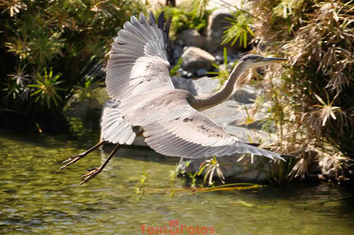 Blue Heron Flying
