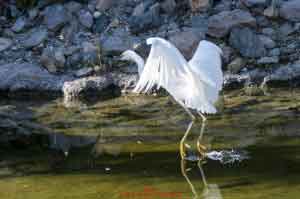 Egret Coming in For a Landing