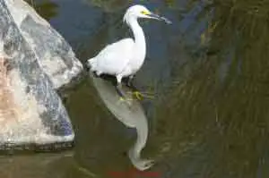 Egret With Reflection
