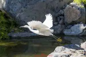 Egret Taking Off