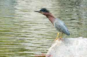 Green Heron