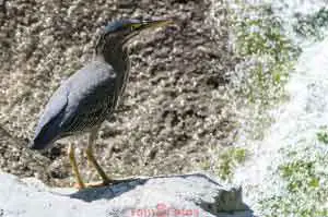 Young Blue Heron-00