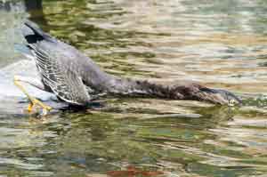 Young Blue Heron-01 Neck Extended