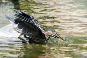 Young Blue Heron-02 Bringing In Minnow