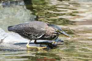 Young Blue Heron-03 With Minnow