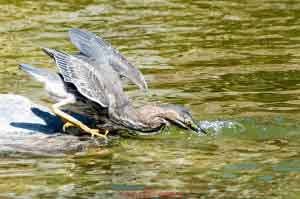 Young Blue Heron-05 Neck Retracting