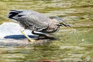 Young Blue Heron-06 With Minnow