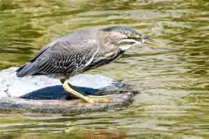 Young Blue Heron-07 Eating Minnow