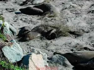 Elephant Seal Flipping Sand