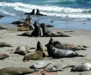Elephant Seal Mass Discussion