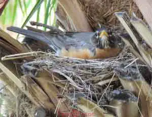 Robin On Nest