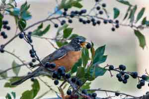 Robin Eating a Berry