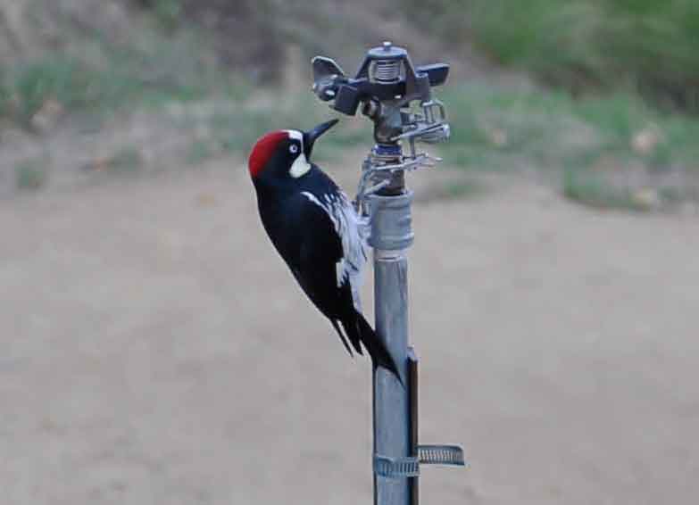 Featured Woodpecker