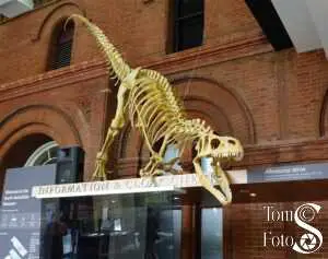 South Australia Museum Dino