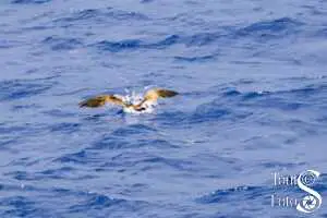 Gannet Catches Flying Fish