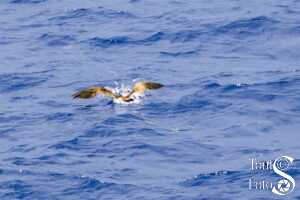 Gannet Catches Flying Fish