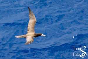 Gannet Flying