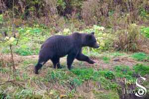 Brown Bear