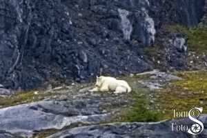 Mountain Goat