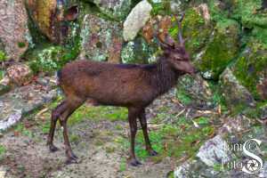 Miyajima Island Deer