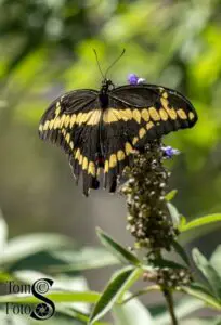 Eastern Giant Swallowtail 01