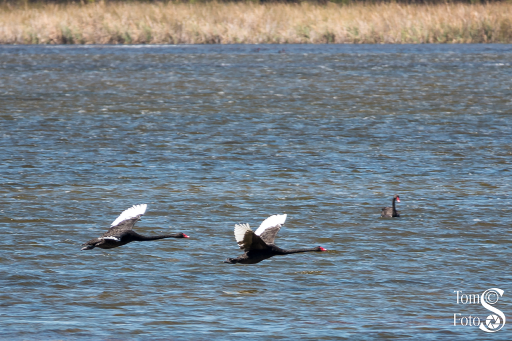 Black Swans Flying